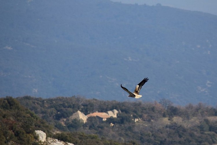 Vautour percnoptère