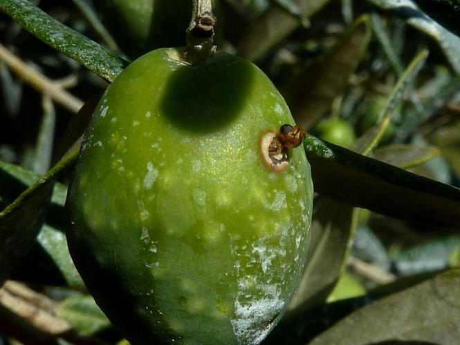 Mouche qui sort de l'olive
