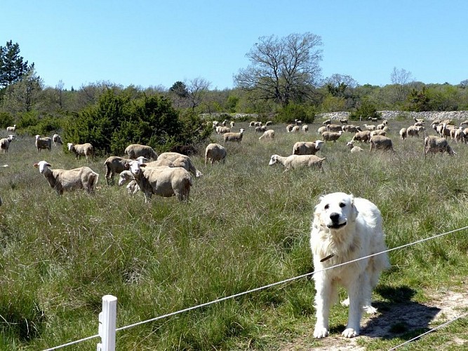 Chien de protection du troupeau