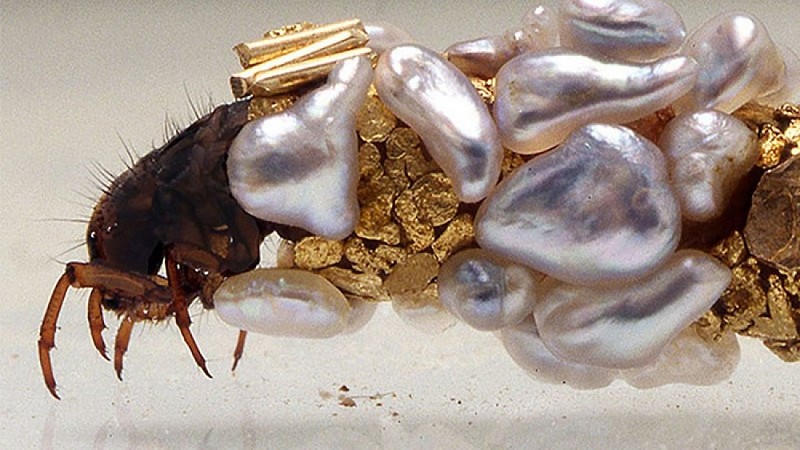 Larve de Trichoptères