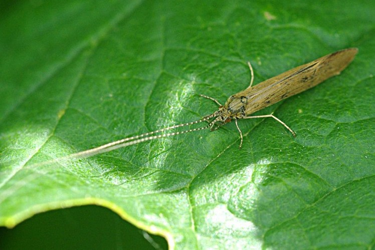 Phrygane (Tricoptères)