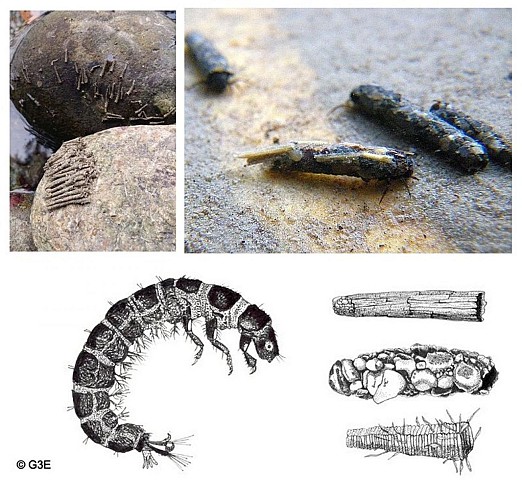 Larves de Trichoptères