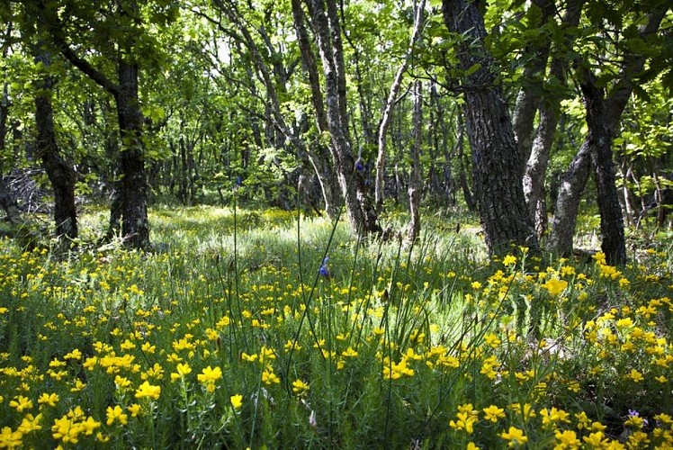 Chênaie pubescente et fleurs de genêt