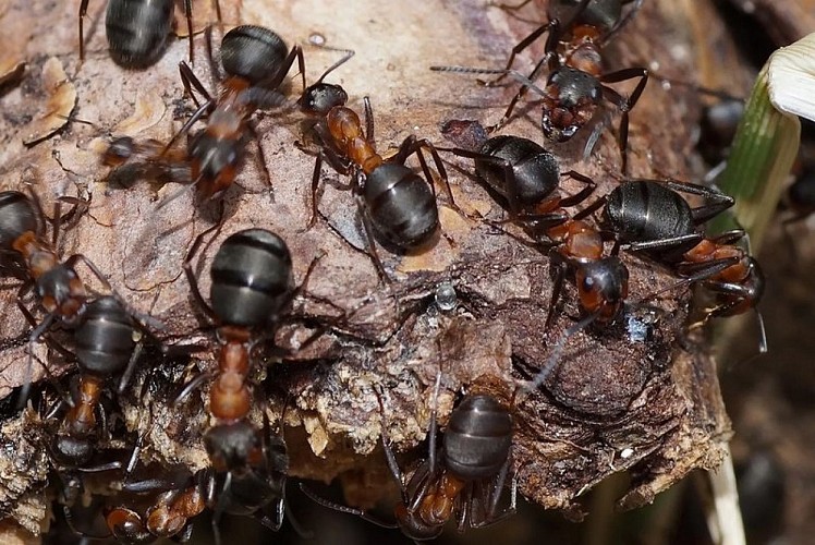 Fourmis rousses des bois