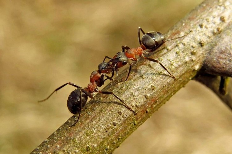 Fourmis rousses