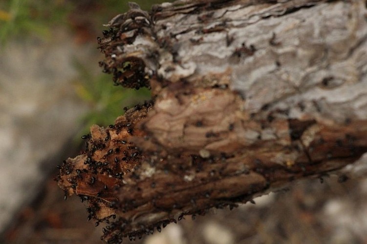 Fourmis forestières