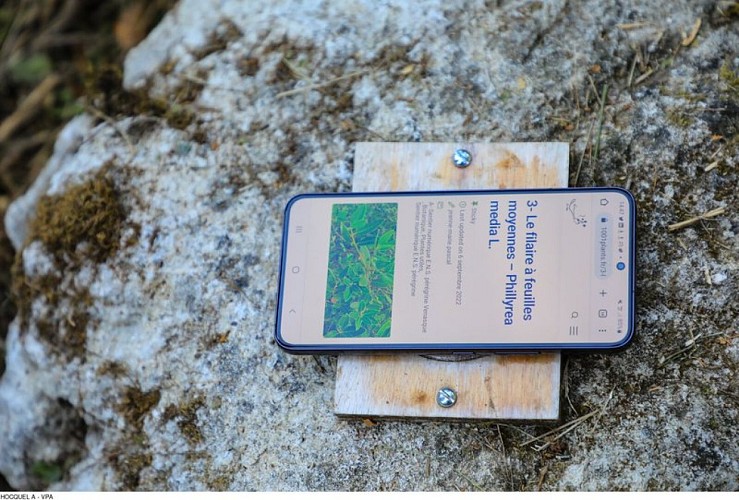 Sentier numérique ethnobotanique