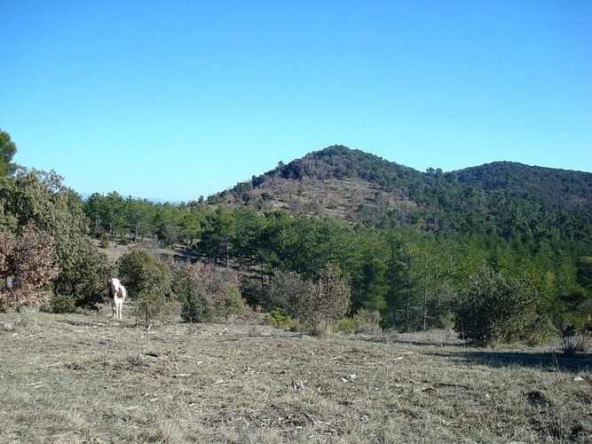 Vache sur les crêtes du Luberon oriental