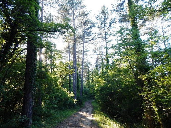 Sentier sous les Pins noirs