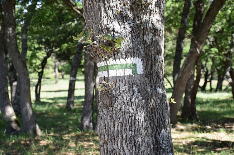 Limite de la forêt Domaniale de Pélicier