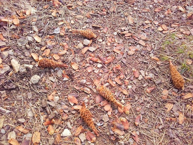 Cônes de pins mangés par les écureuils