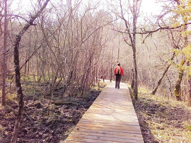 Passerelle en bois