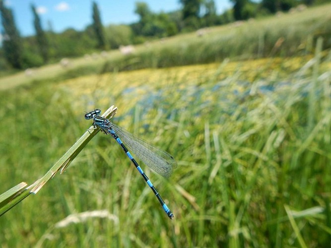 L'Agrion de Mercure