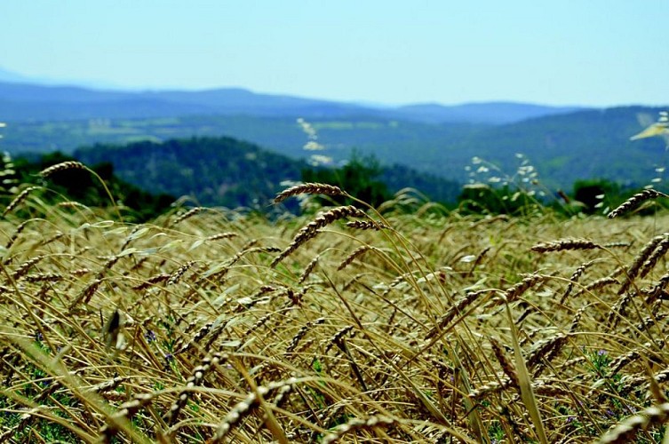 Champ de Florence d'Aurore