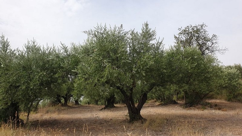 L'olivier de Vaucluse