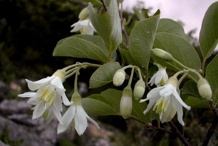 Fleurs d'aliboufier