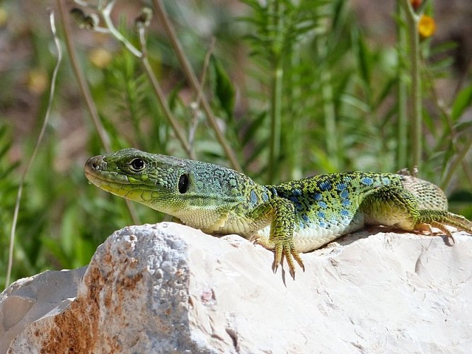 Lézard ocellé