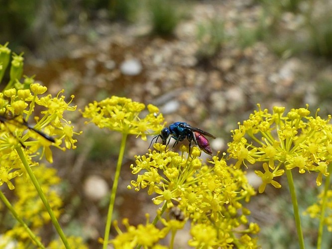 Chrysididae ou ''guêpe-coucou'' sur fleurs de Thapsie