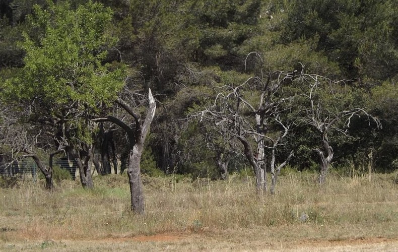 Amendiers creux, un des habitats du lézard ocellé