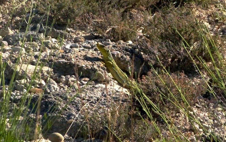 Lézard ocellé