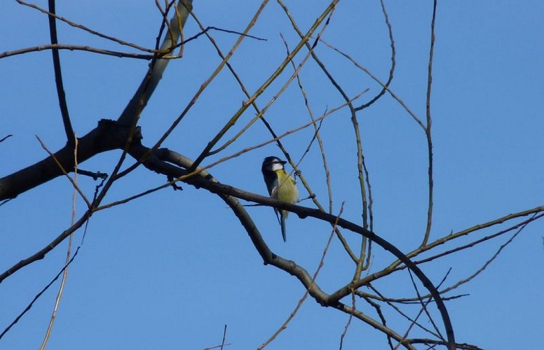 Mésange charbonnière