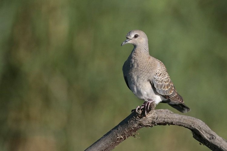 Jeune Tourterelle des bois