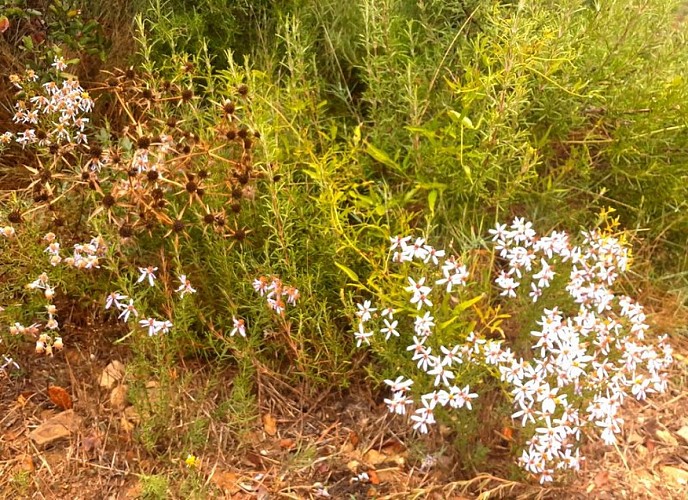 Garrigue romarin