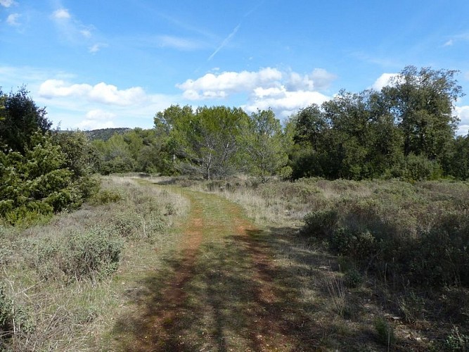 Garrigue à ciste blanc