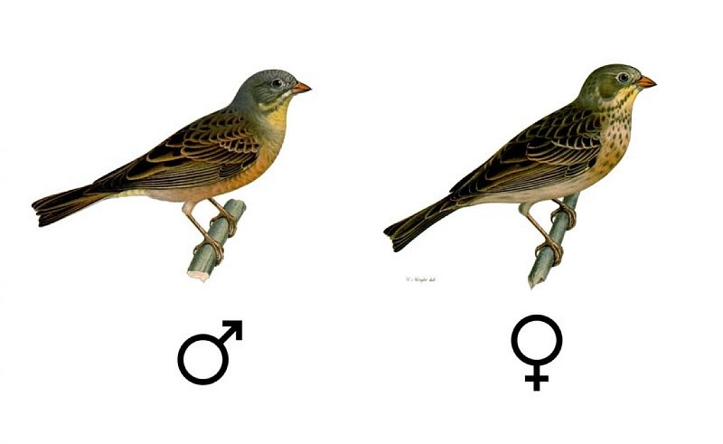 Bruant ortelan mâle et femelle
