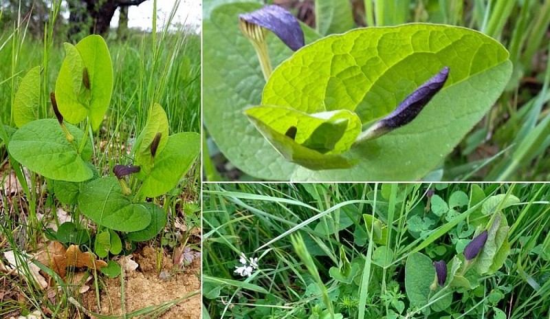 Aristoloche à feuilles rondes