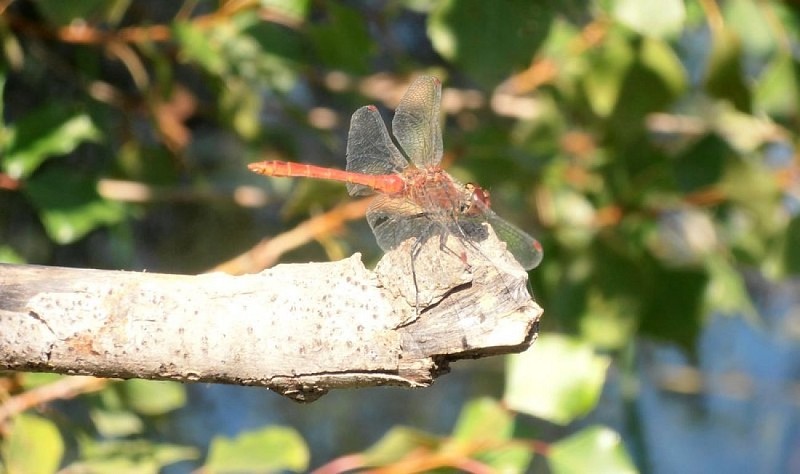 Odonate ou libellule