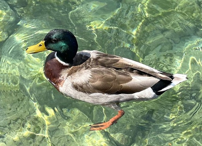 Canard Colvert