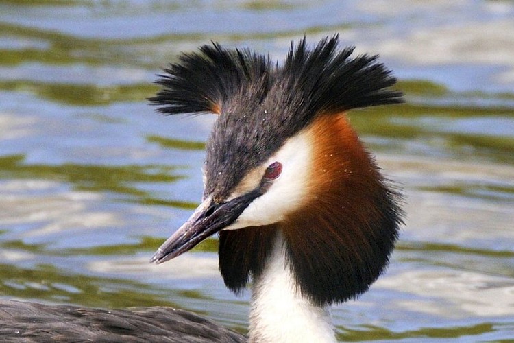 Grèbe huppé