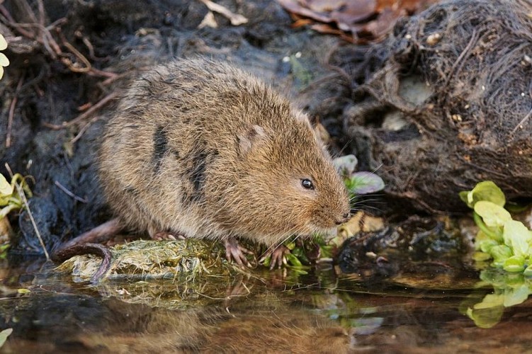 Campagnol amphibie