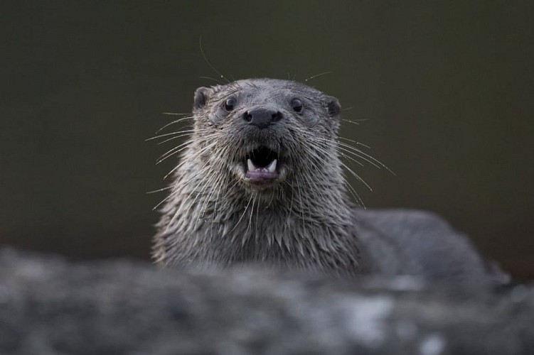 Loutre d'Europe