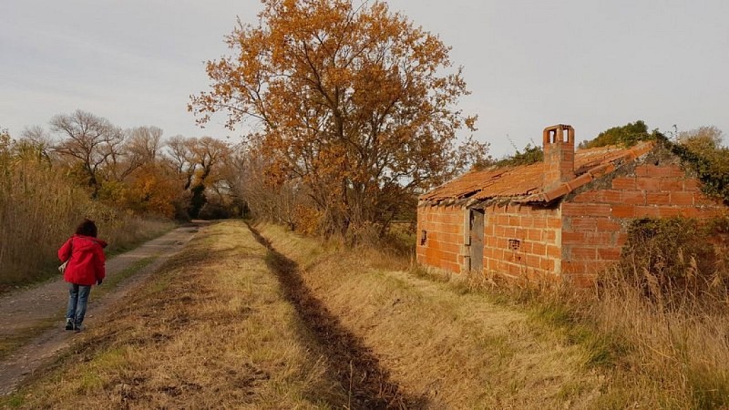 Filliole après faucardage