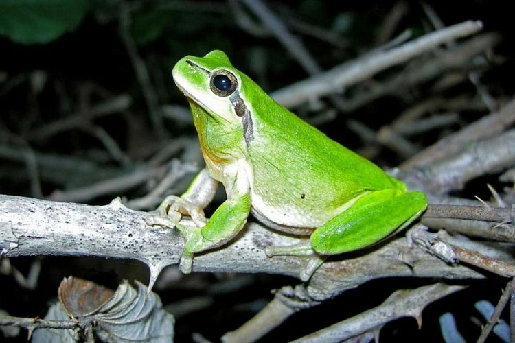 Rainette méridionale