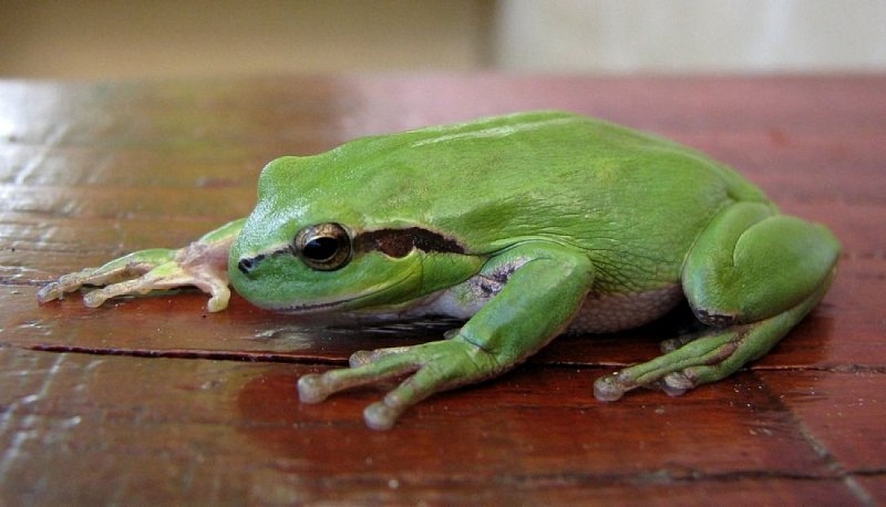 Rainette méridionale