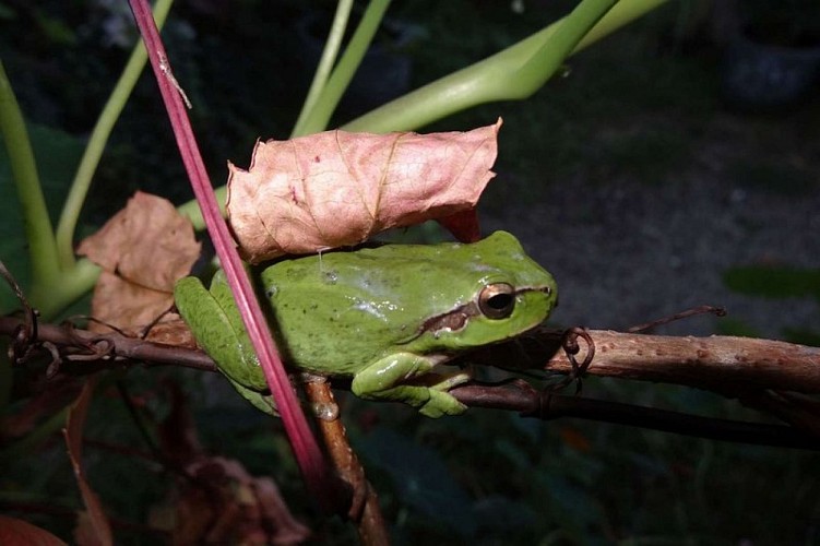 Rainette méridionale