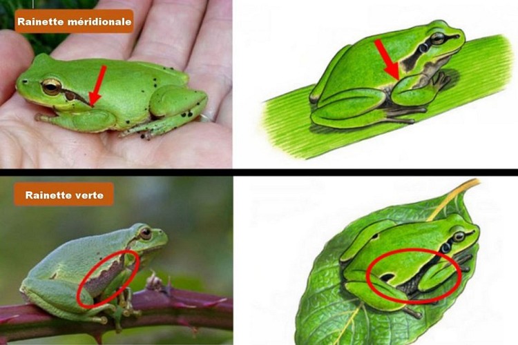 Identification Rainette méridionale et Rainette verte