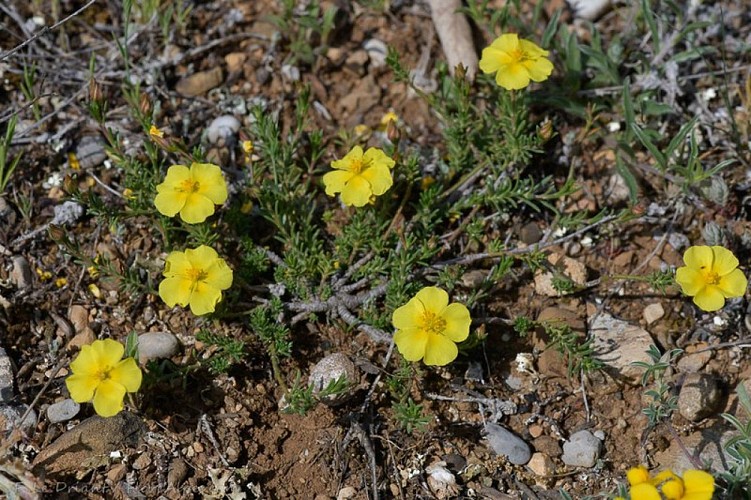 Fumanas ou fausse bruyère