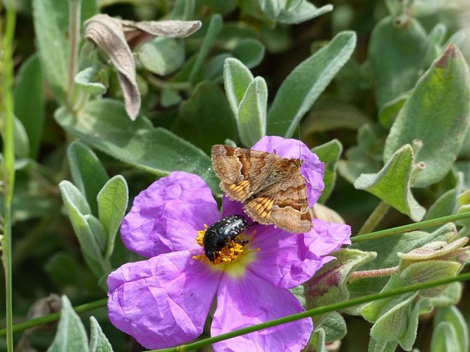 Papillon (Euclidia_glyphica) et Cétoine grise (Oxythirea_funesta) sur Ciste blanc