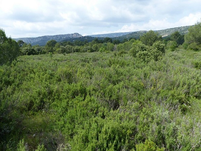 Garrigue romarin