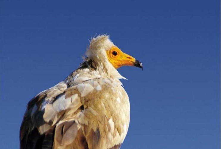 Vautour percnoptère