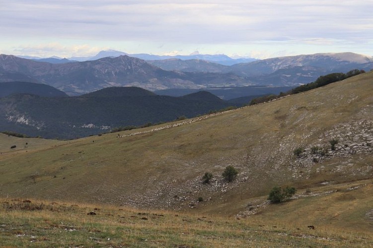 Pastoralisme sur la Montagne de Chamouse, Montauban-sur-l'Ouvèze