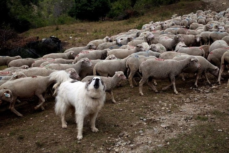 Troupeau et son protecteur