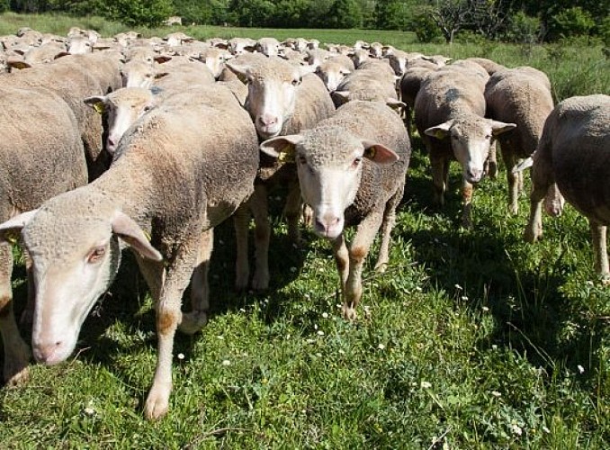 Troupeau de moutons