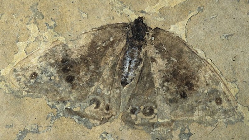 Papillon fossile du Luberon (Céreste, -30 millions d'années)