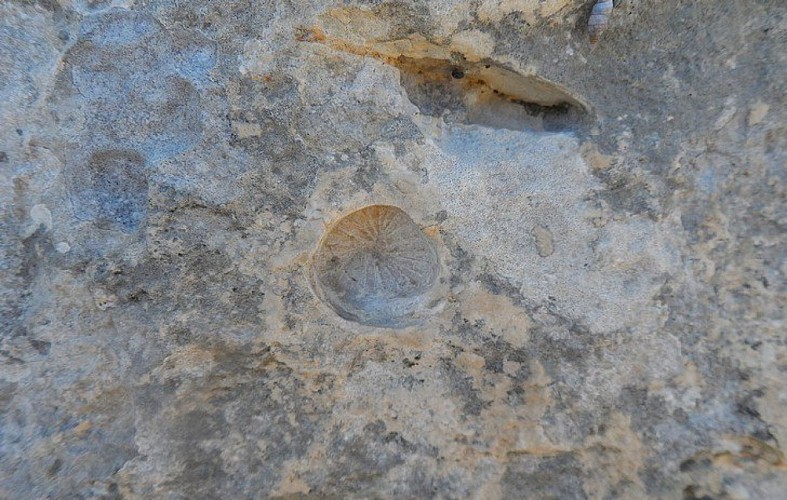 Fossile de coquillage sur la falaise