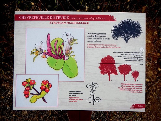 Le chèvrefeuille d'Etrurie